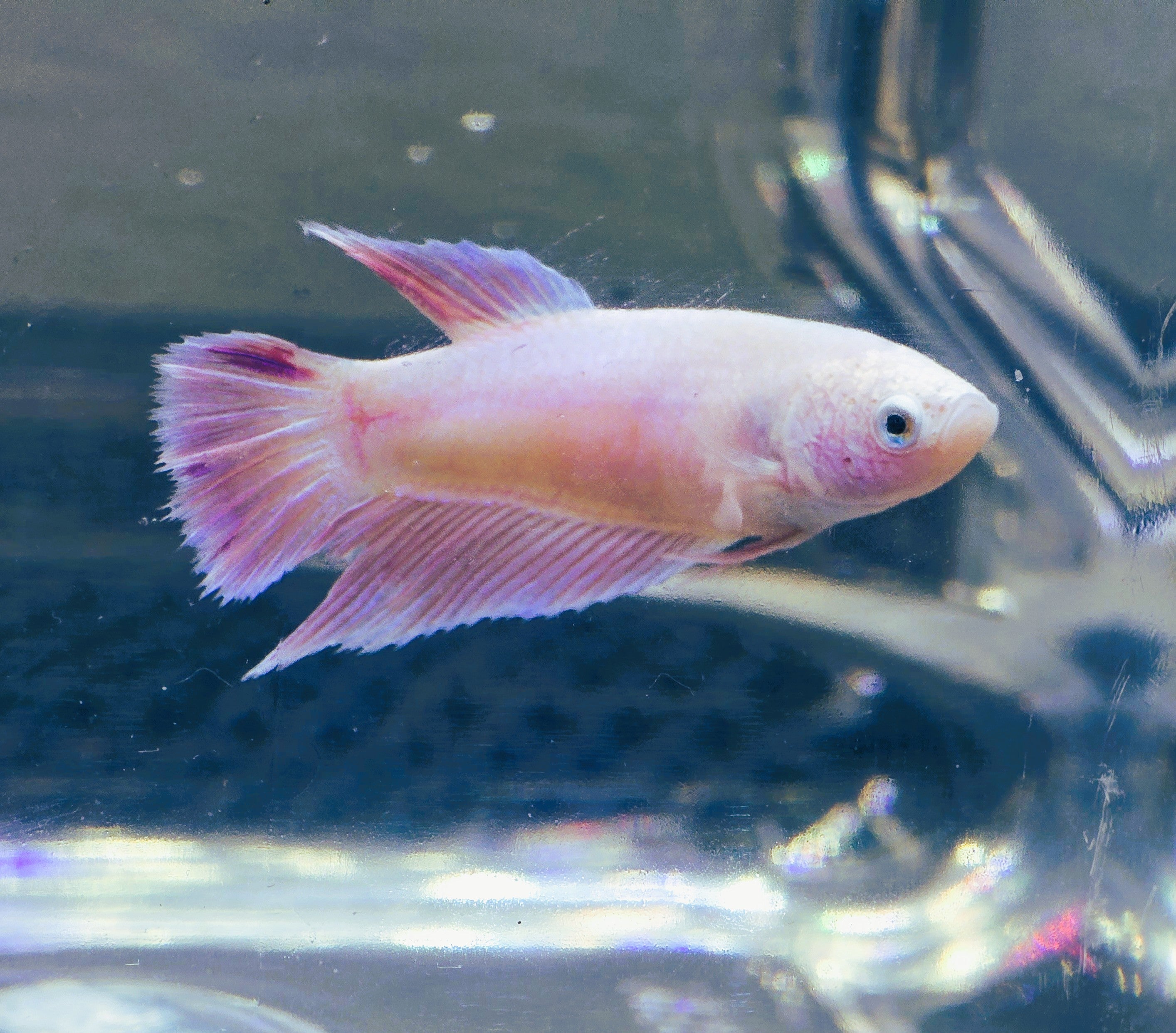 Pink Aurora Female Halfmoon  Betta