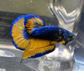Mustard Gas Fancy Male HMPK