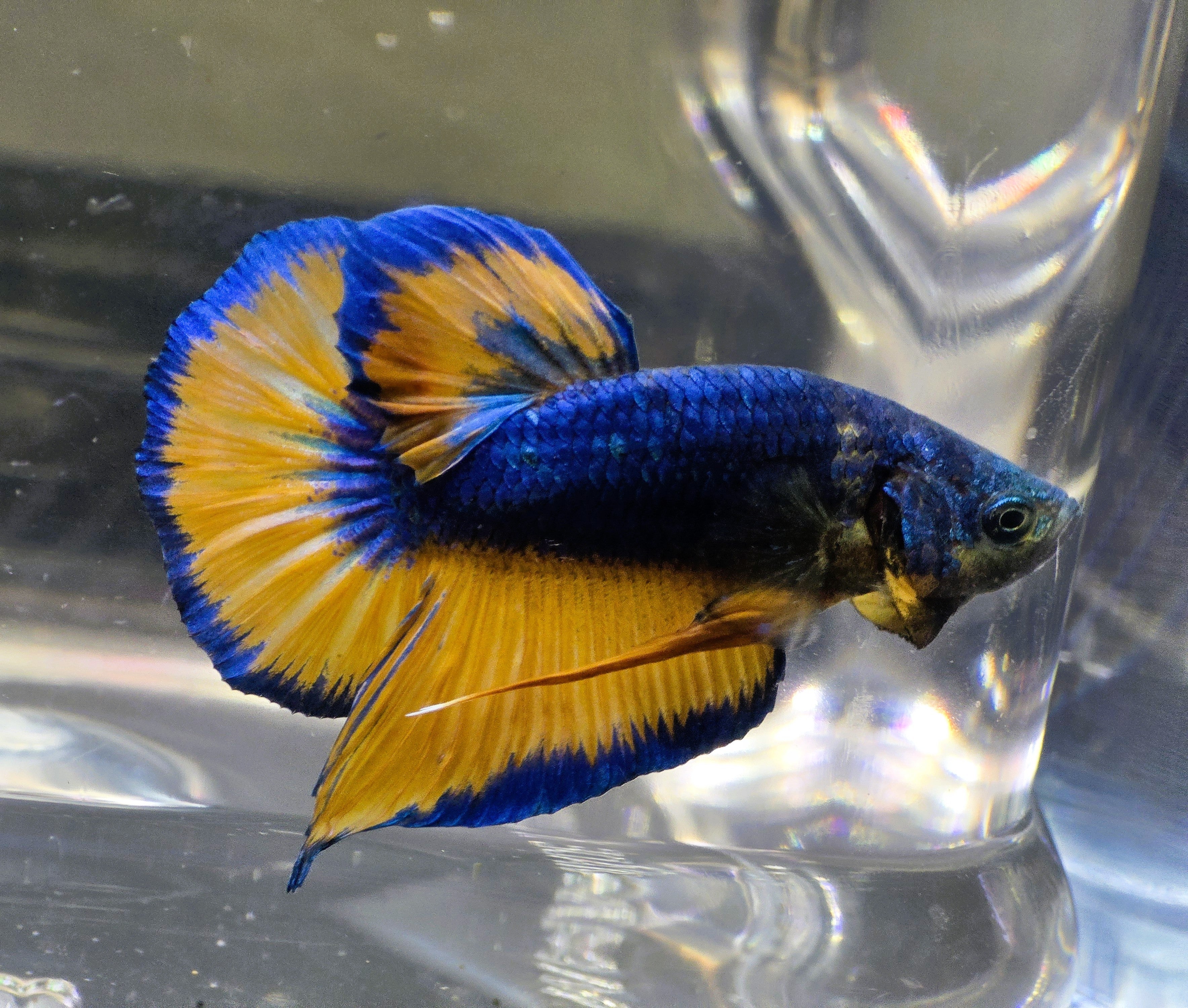 Mustard Gas Fancy Male HMPK