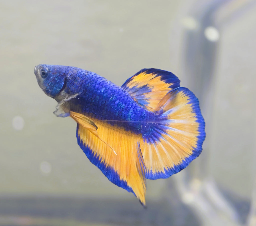 Mustard Gas Fancy Male HMPK