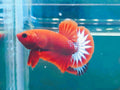 Hellboy Male Plakat