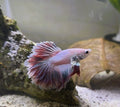 Pink Rosetail Male Betta