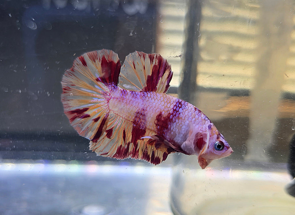 Nemo Flame Male HMPK