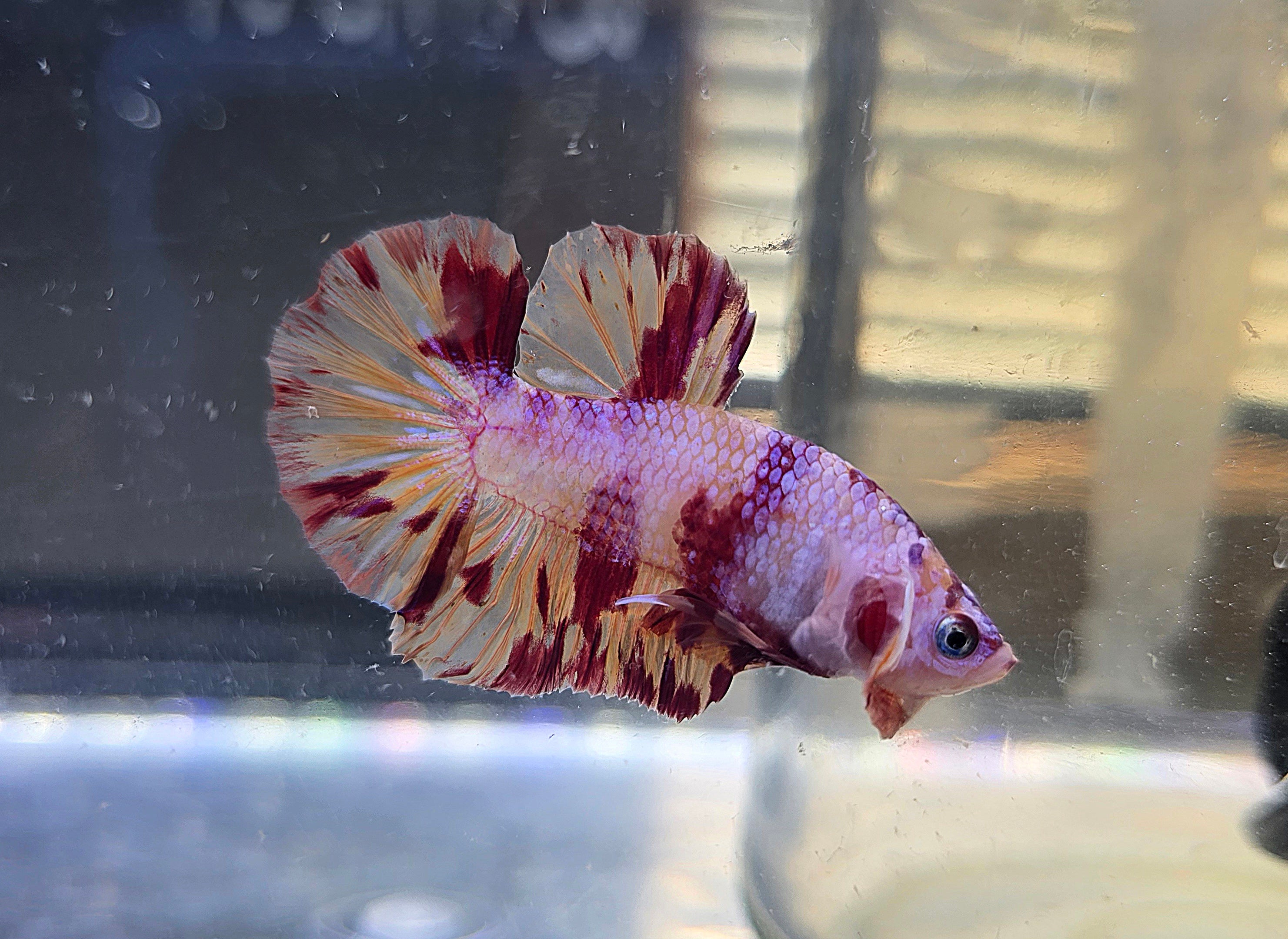 Nemo Flame Male HMPK