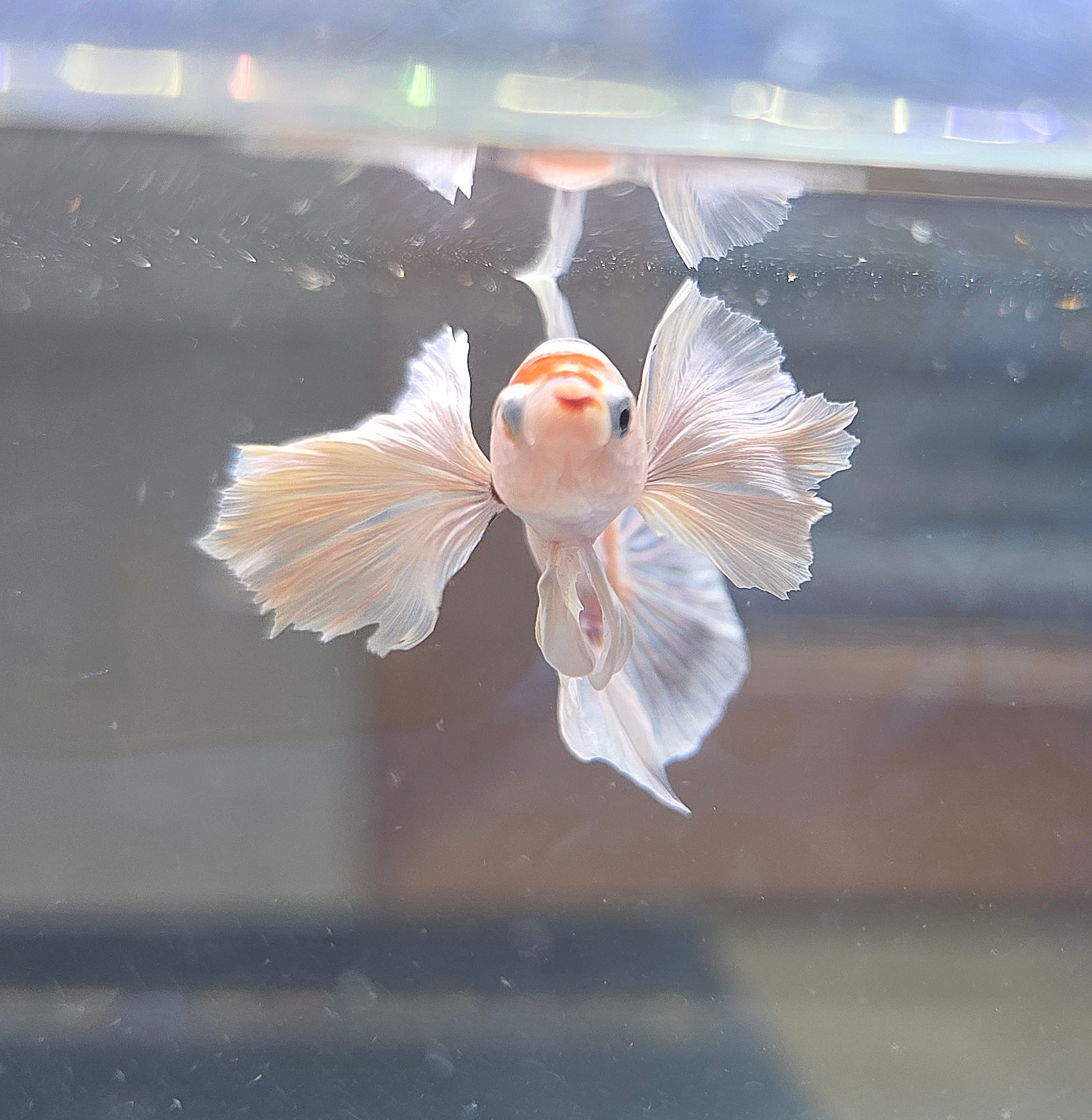 Dumbo Nemo Male HMPK