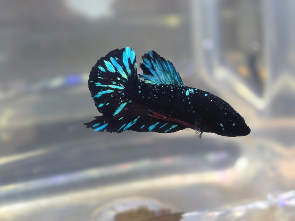 Avatar Stardust Male HMPK