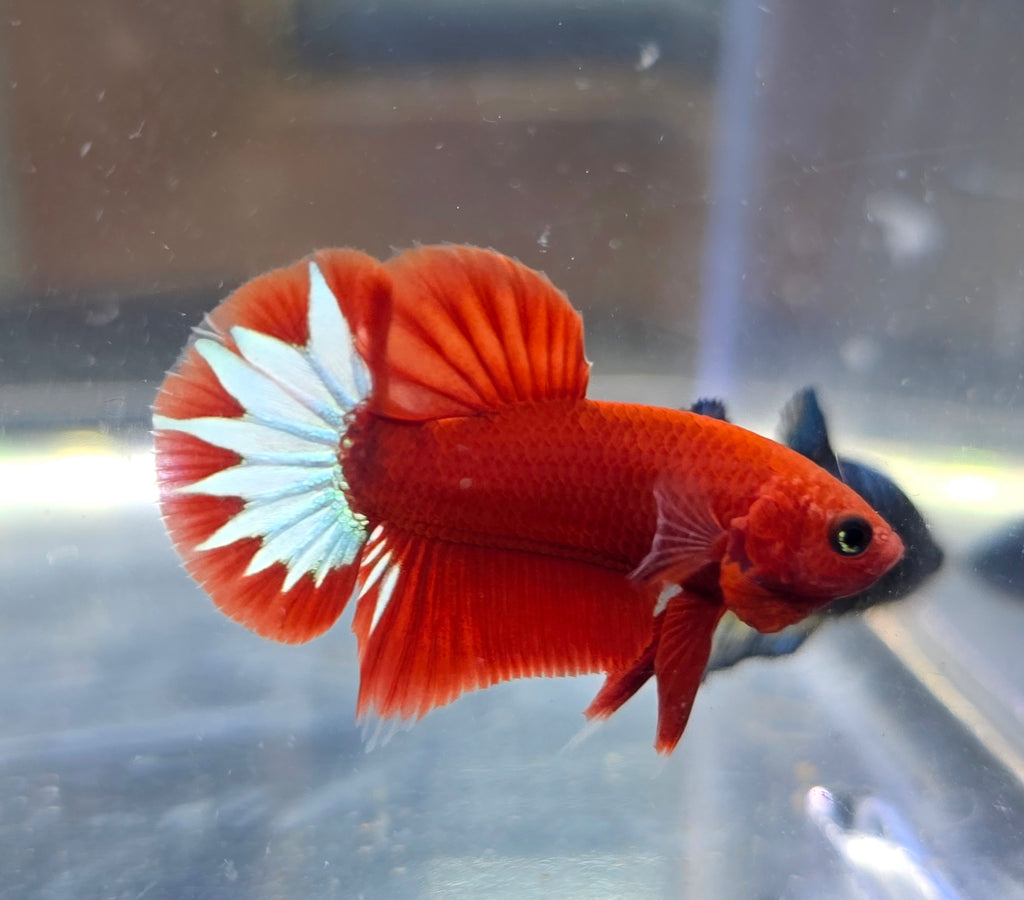 Hellboy Male HMPK