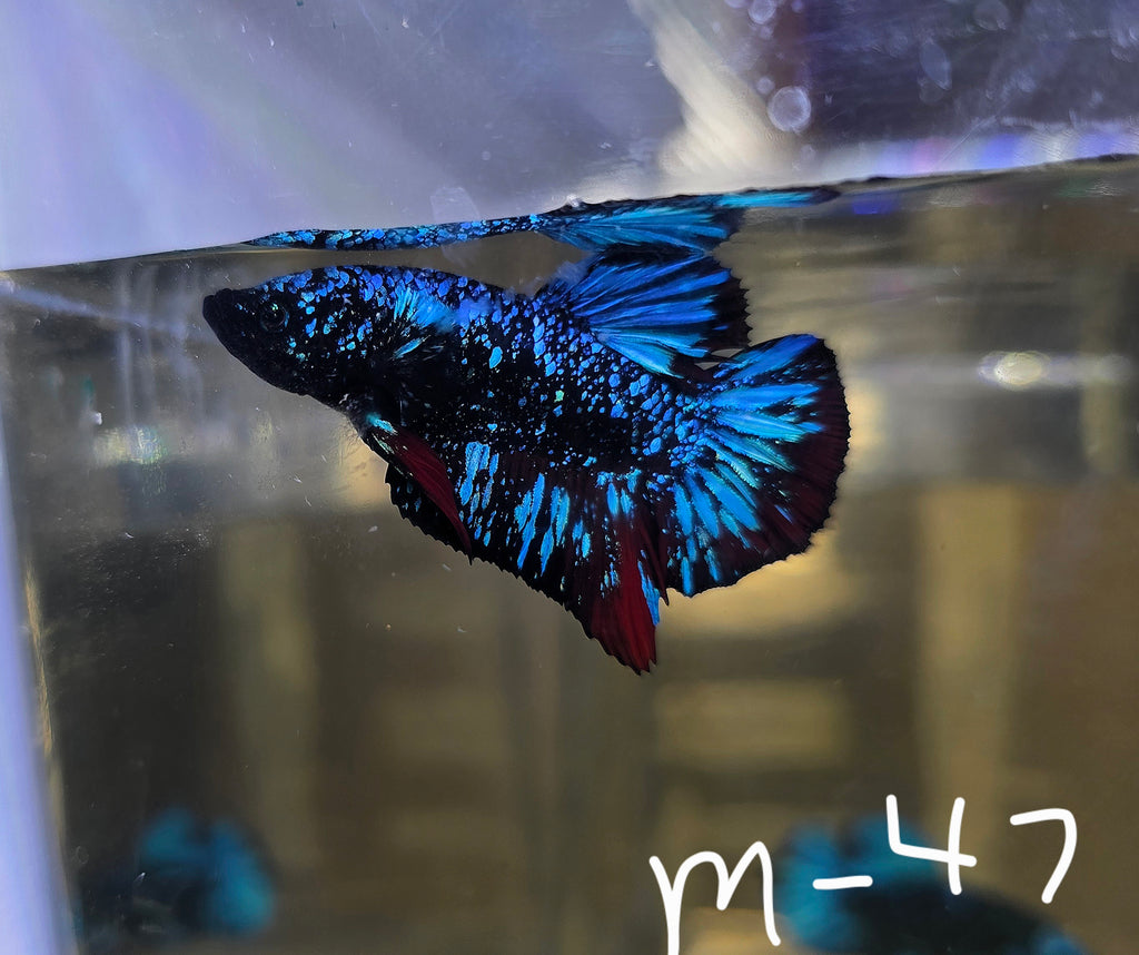 Avatar Stardust Male HMPK