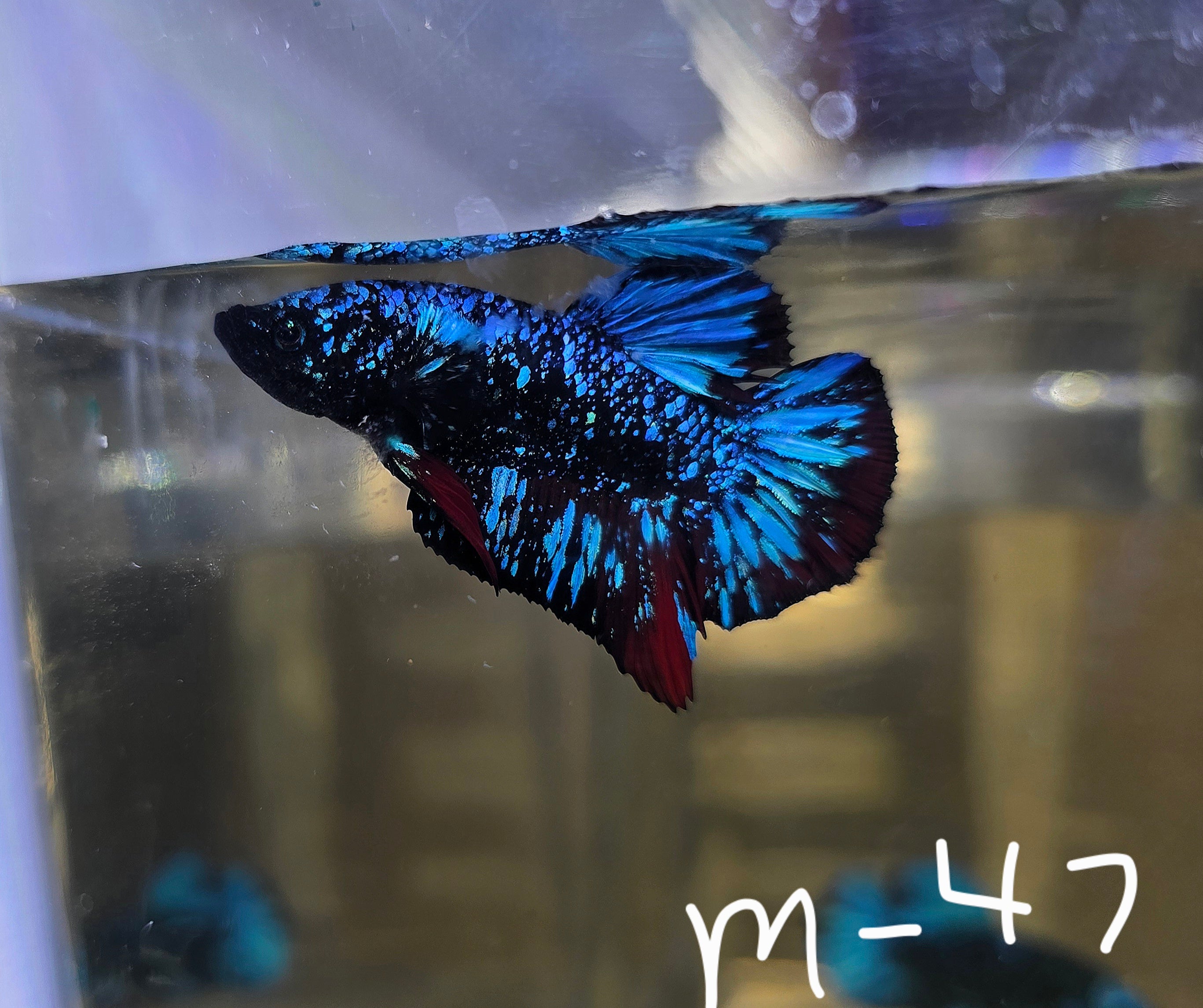 Avatar Stardust Male HMPK