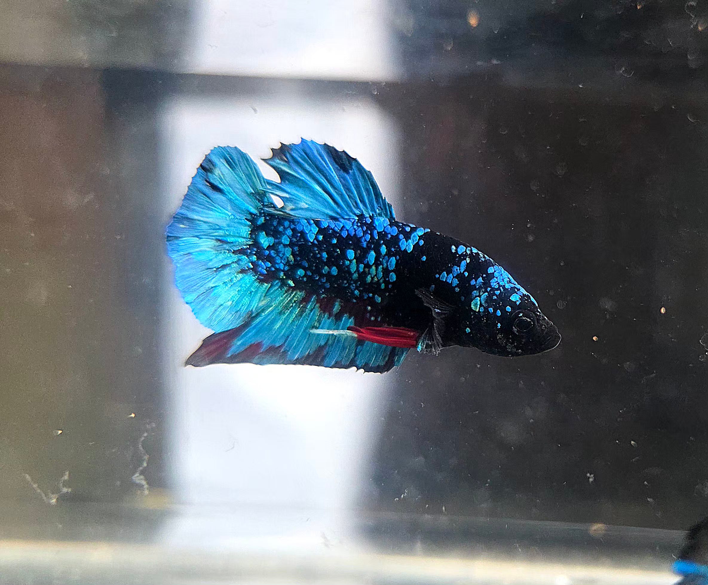 Avatar Stardust HMPK Male