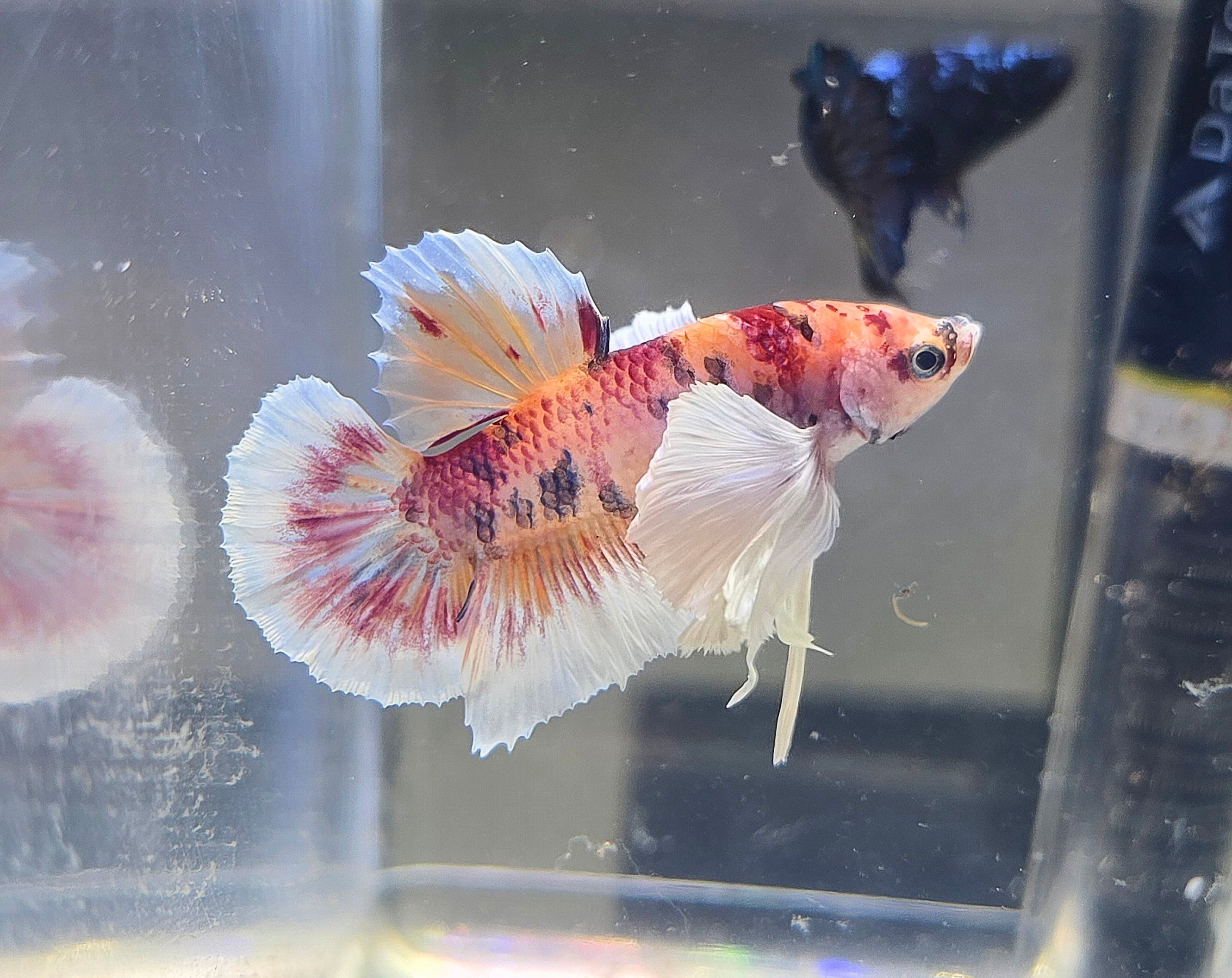 Dumbo Nemo Male HMPK