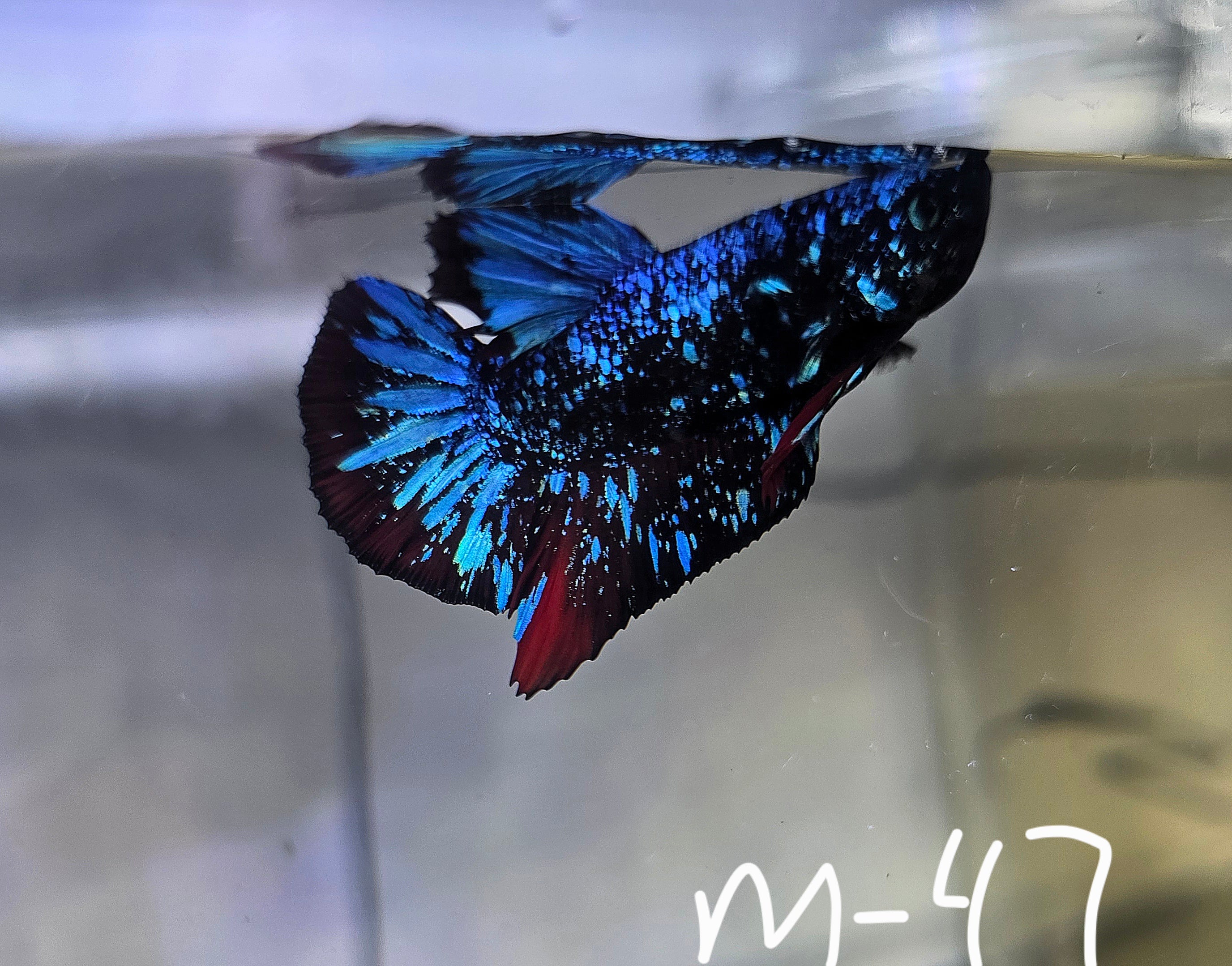 Avatar Stardust Male HMPK