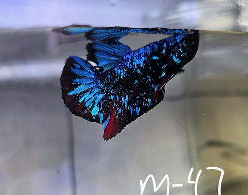 Avatar Stardust Male HMPK
