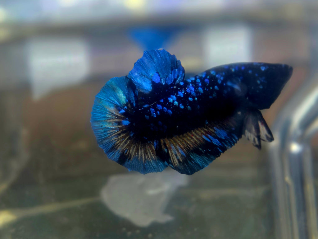 Avatar Stardust Male HMPK