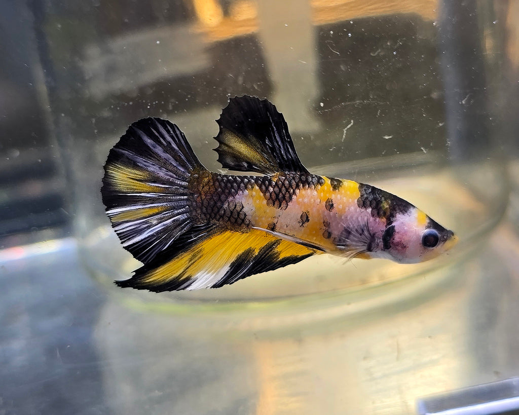 Yellow Koi Copper tail Male HMPK