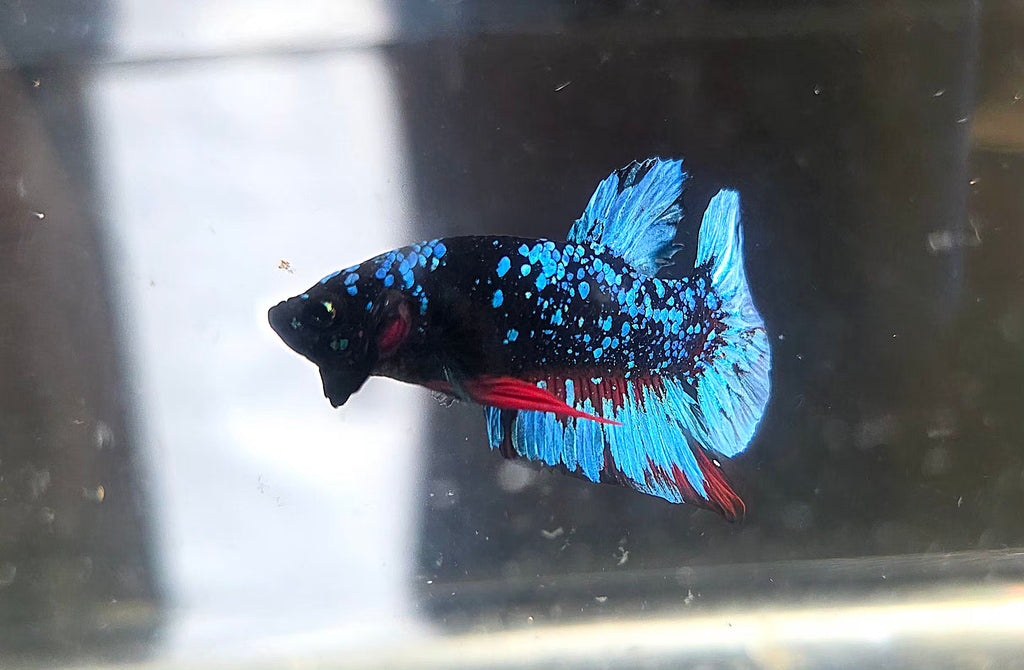Avatar Stardust HMPK Male