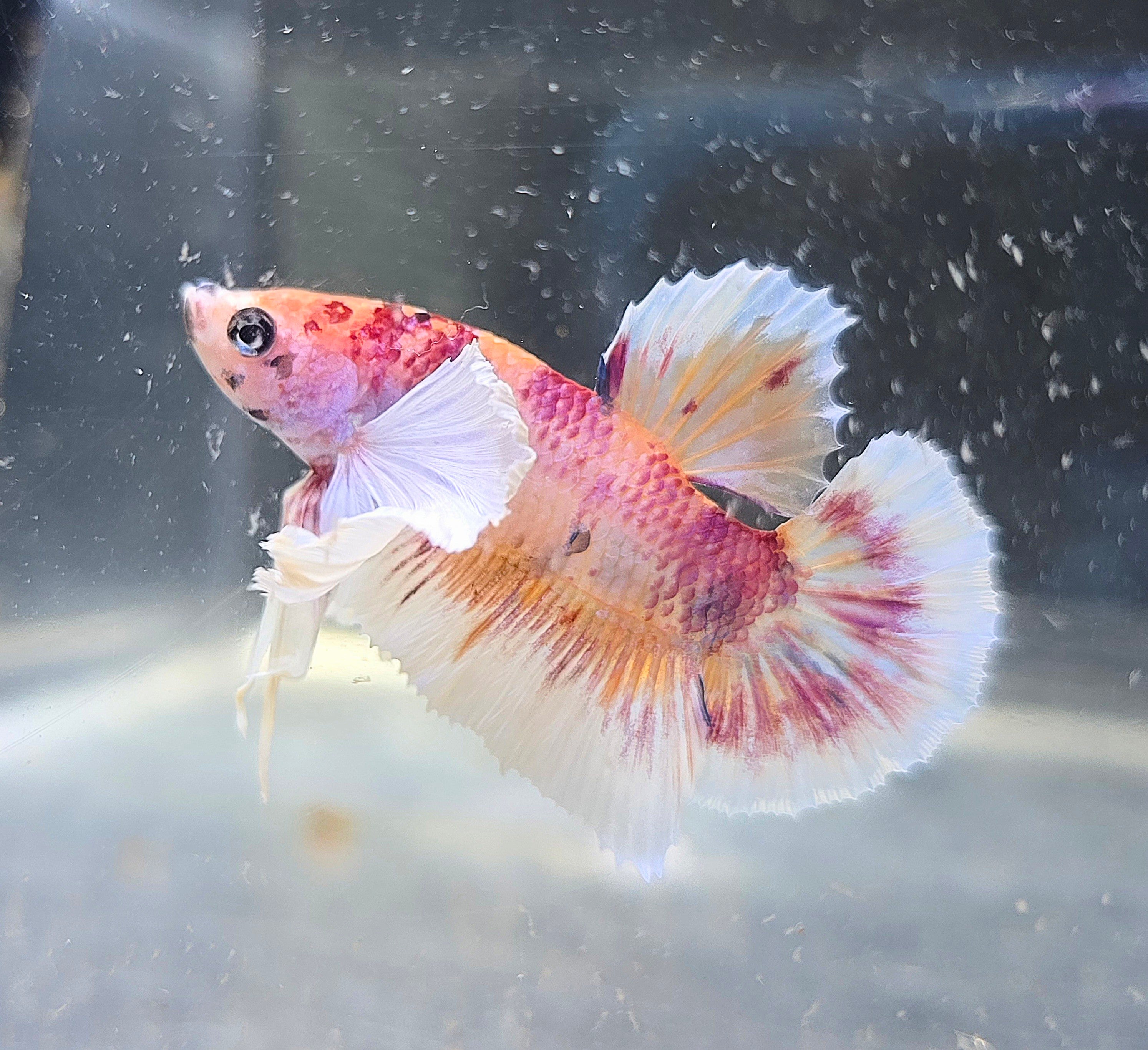 Dumbo Nemo Male HMPK