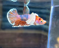Dumbo Nemo HMPK Male