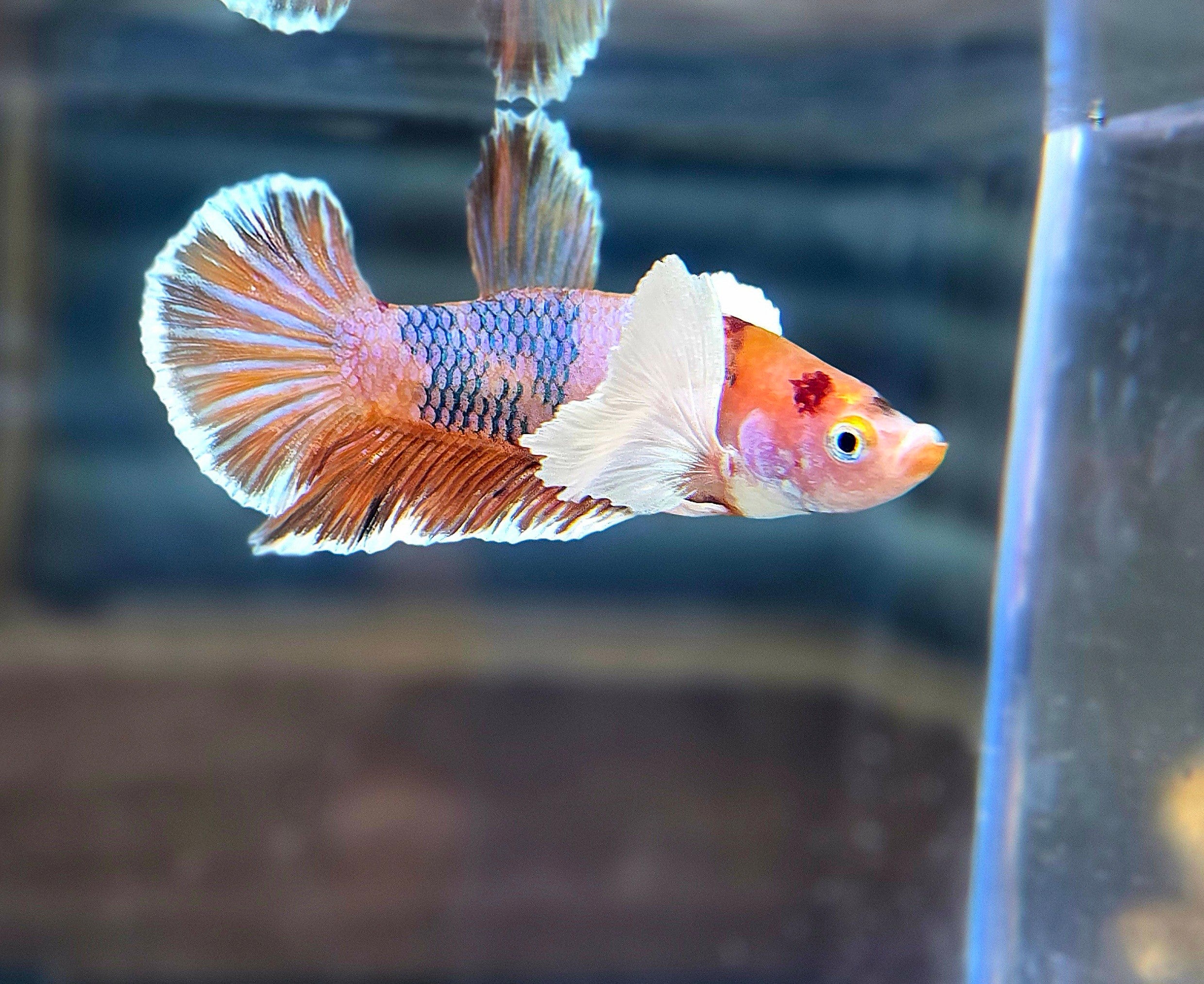 Dumbo Nemo HMPK Male