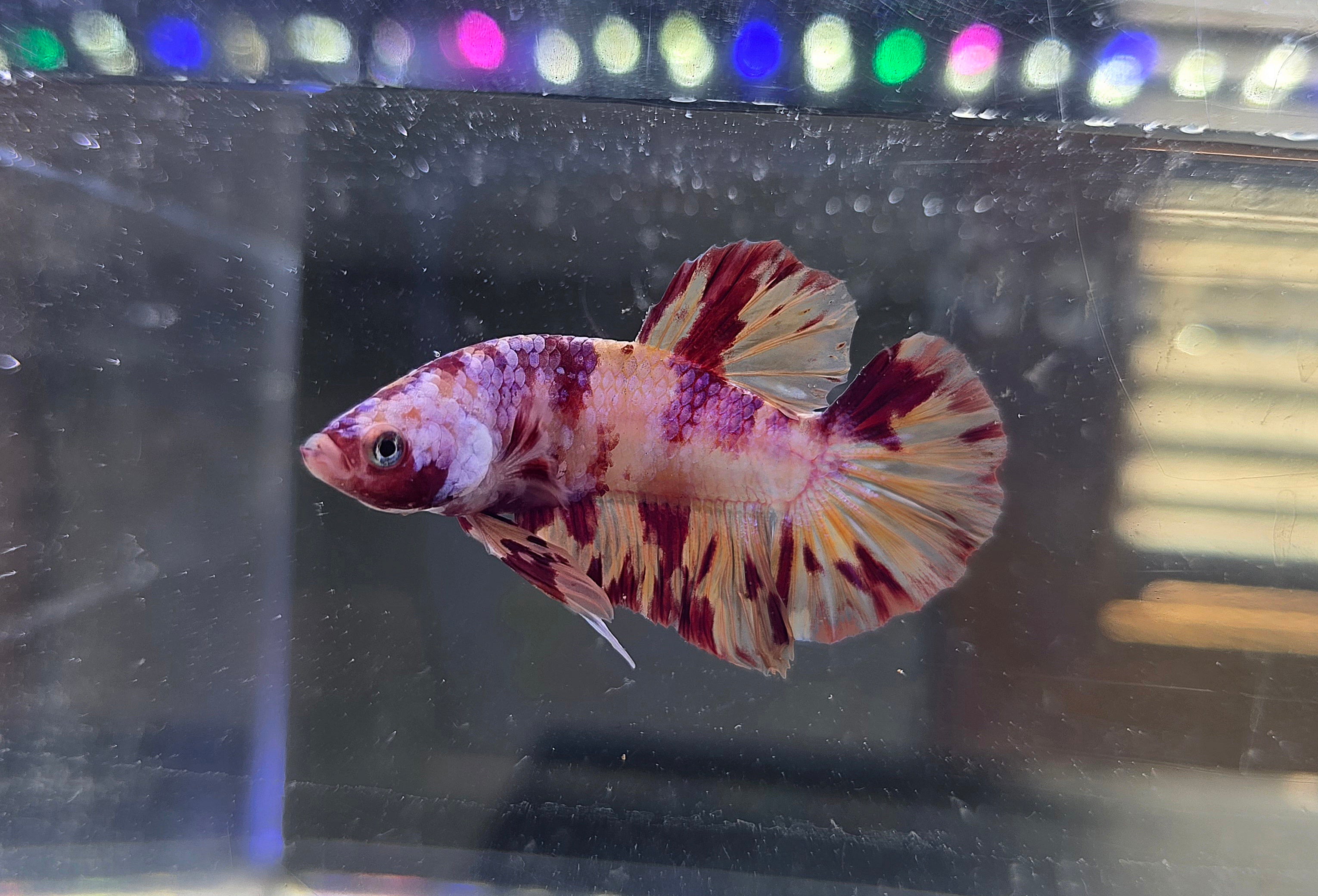 Nemo Flame Male HMPK
