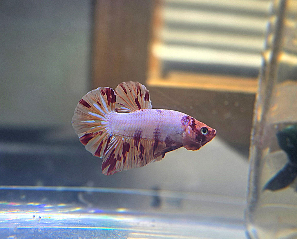 Nemo Flame Male HMPK
