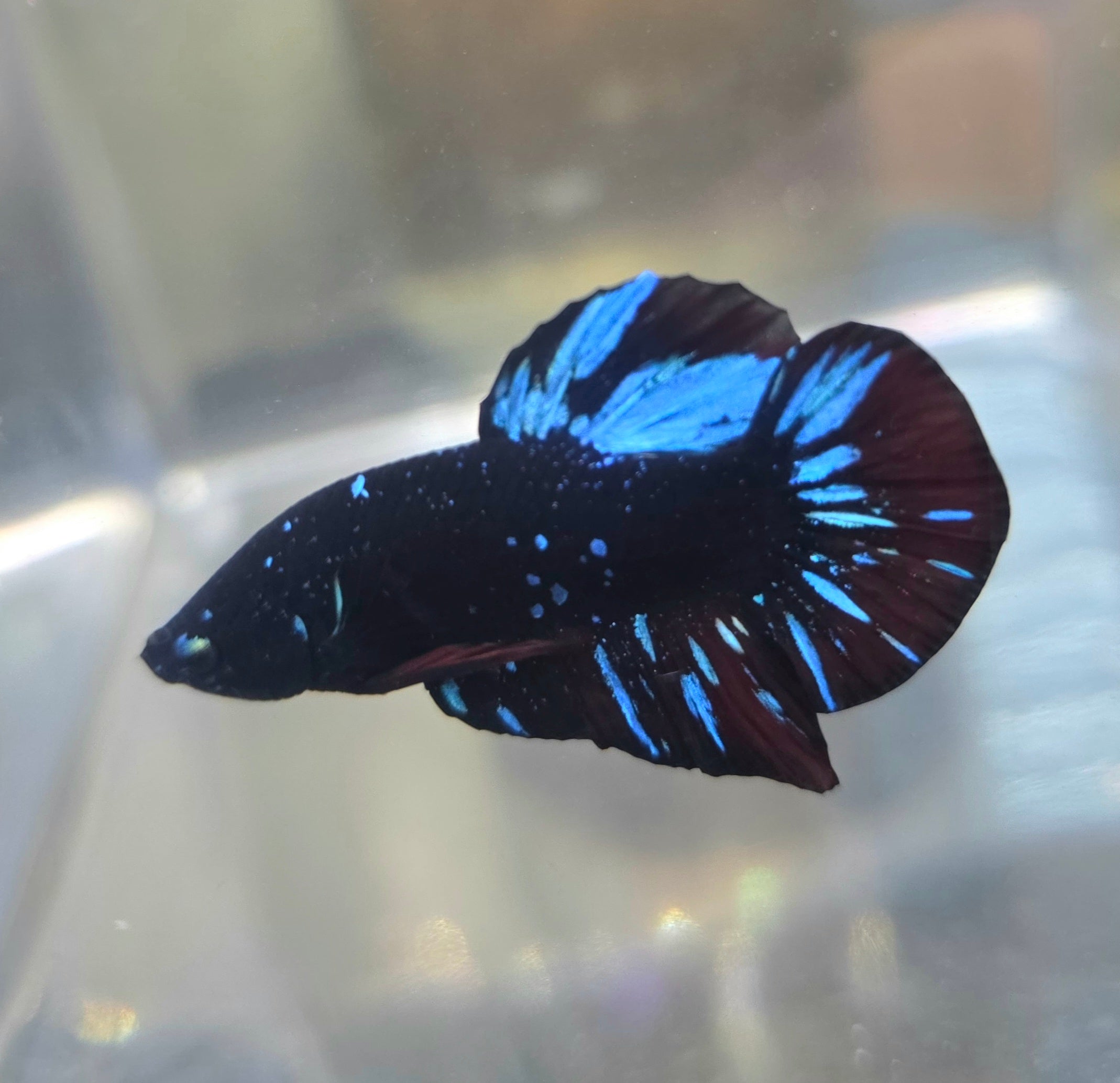 Avatar Stardust HMPK Male