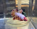 Nemo Flame Male HMPK
