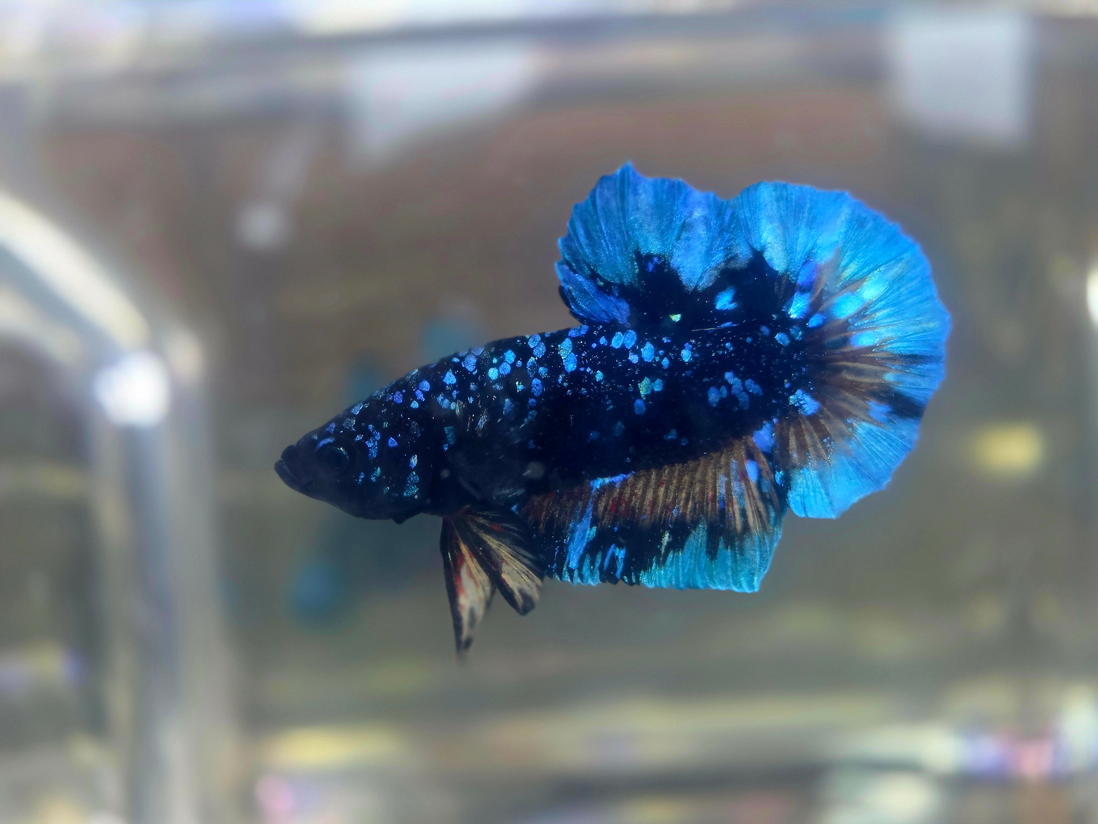 Avatar Stardust Male HMPK