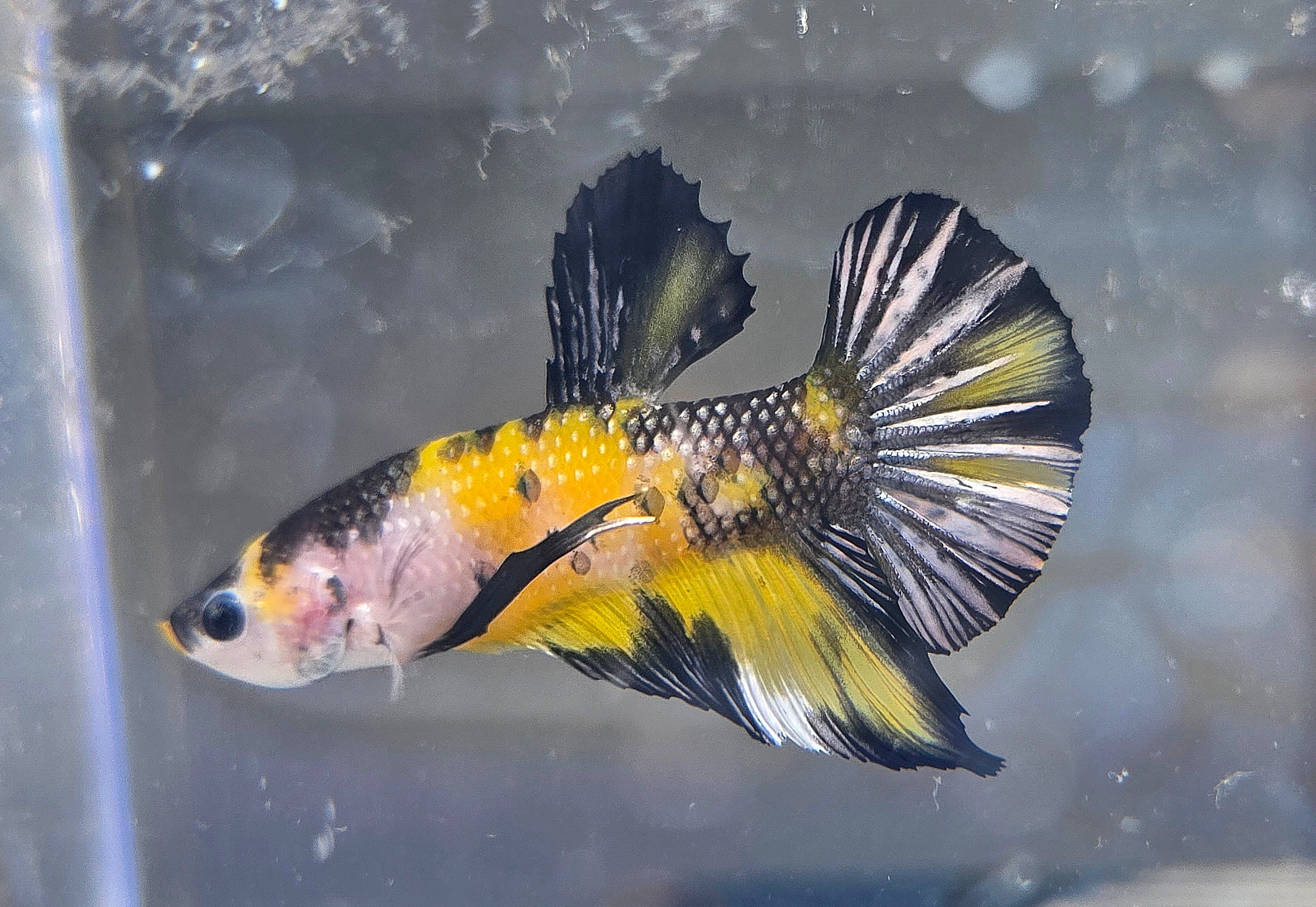 Yellow Koi Copper tail Male HMPK