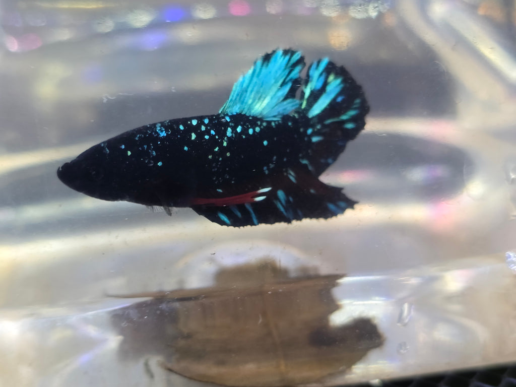 Avatar Stardust Male HMPK