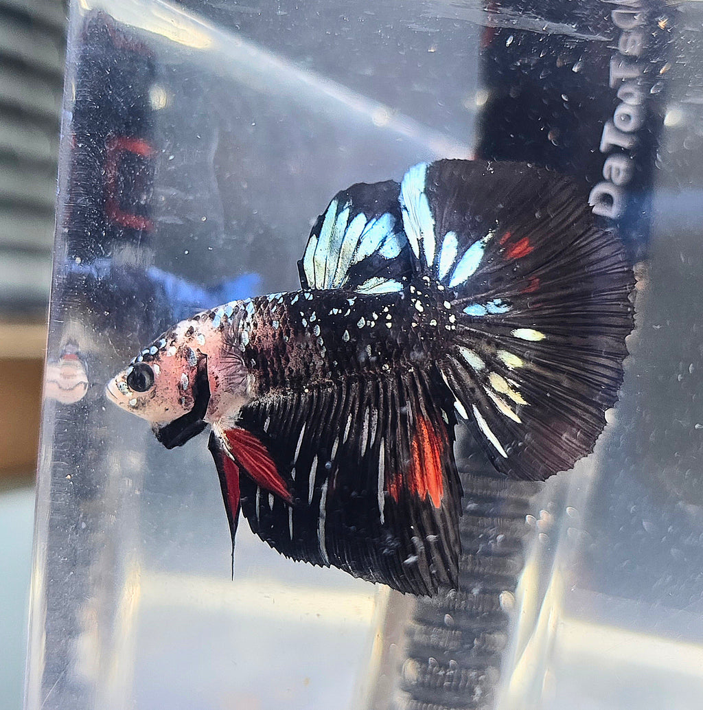 Copper Avatar Halfmoon Male