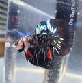 Copper Avatar Halfmoon Male