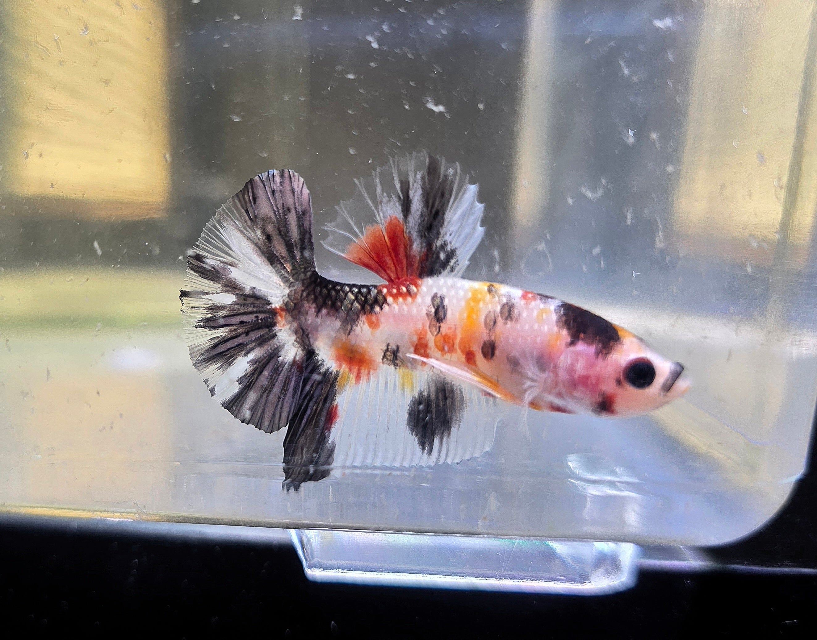 Cellophane Koi Male HMPK RARE