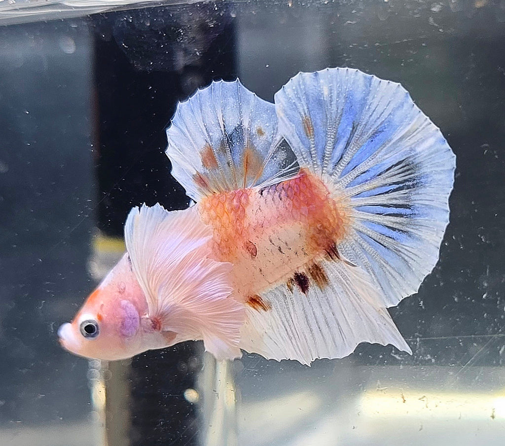 Dumbo Nemo Male HMPK