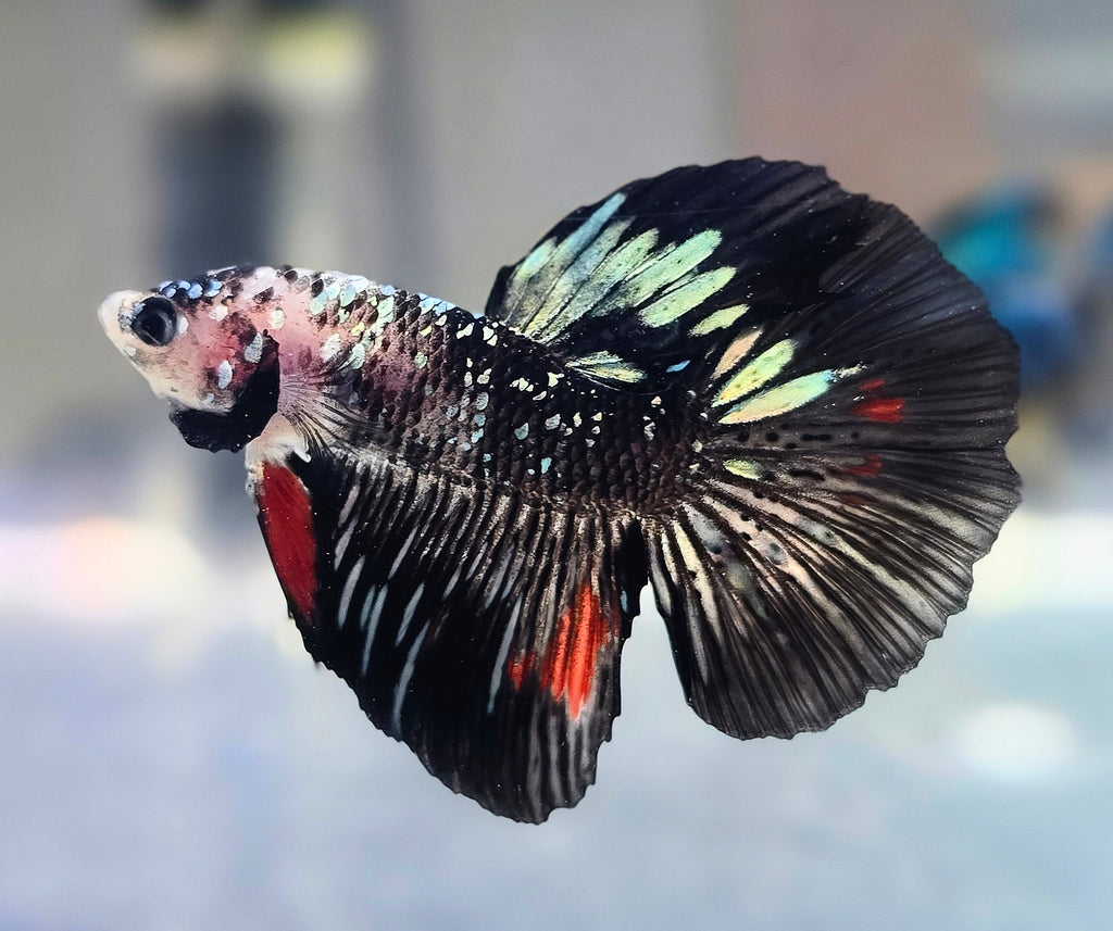 Copper Avatar Halfmoon Male