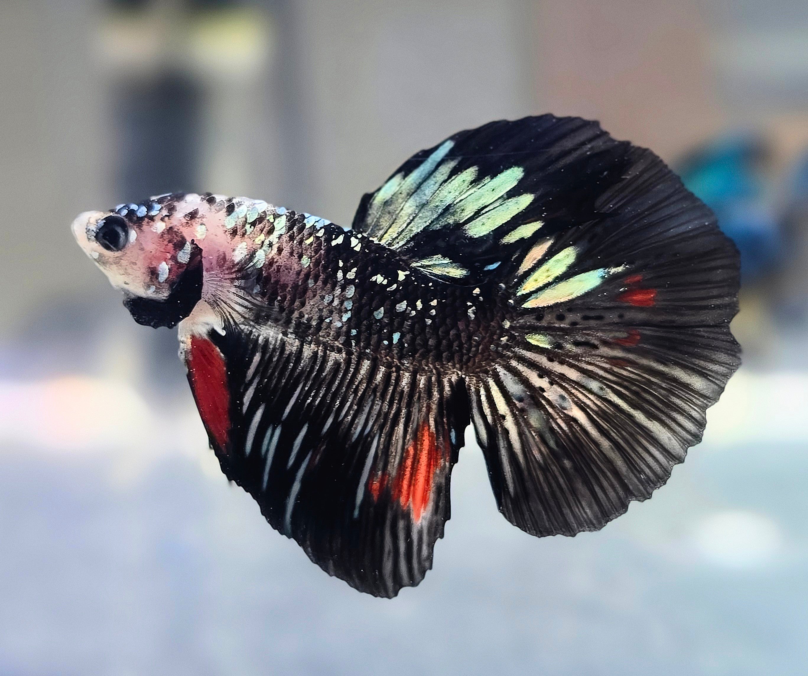 Copper Avatar Halfmoon Male