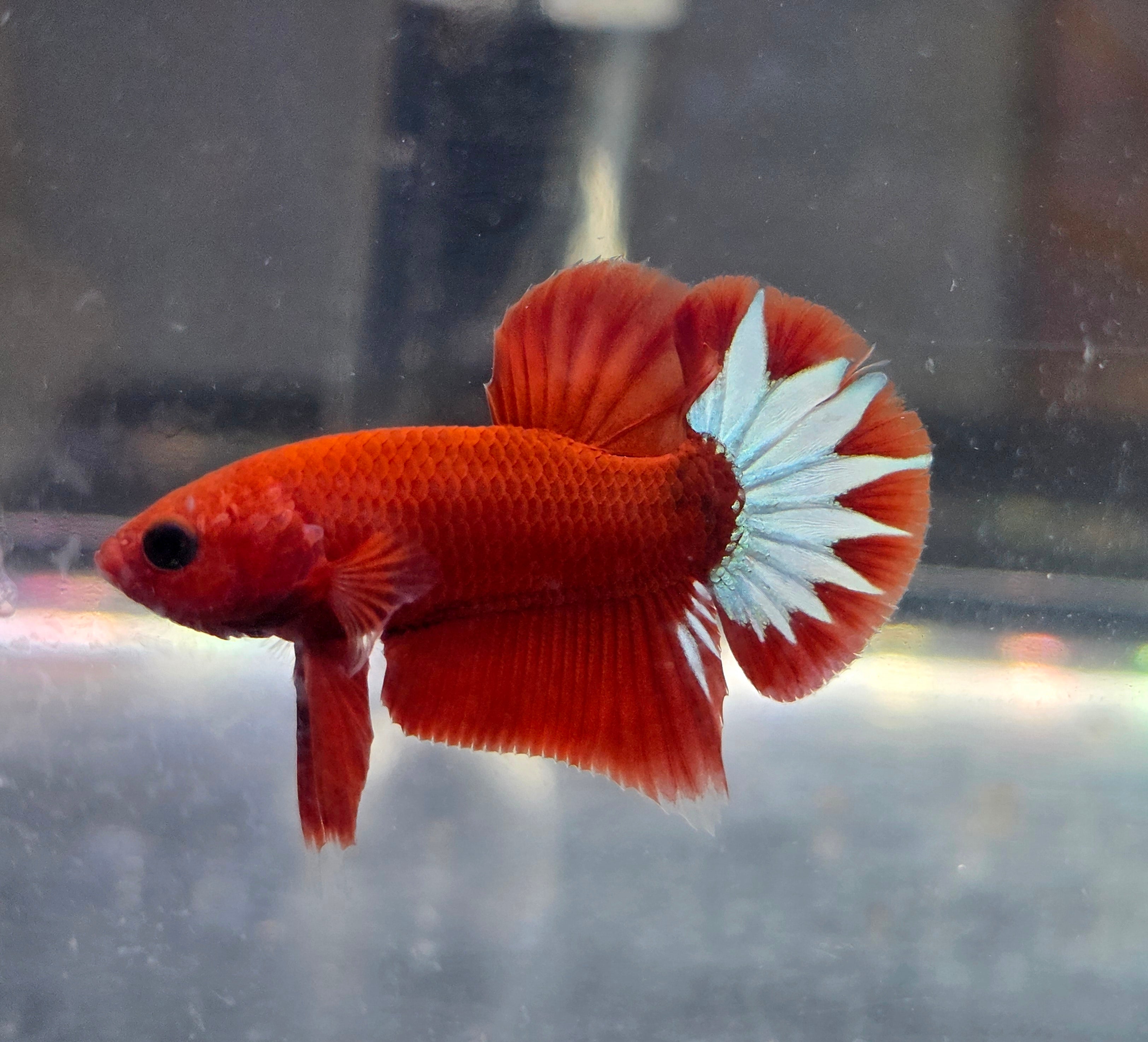 Hellboy Male HMPK