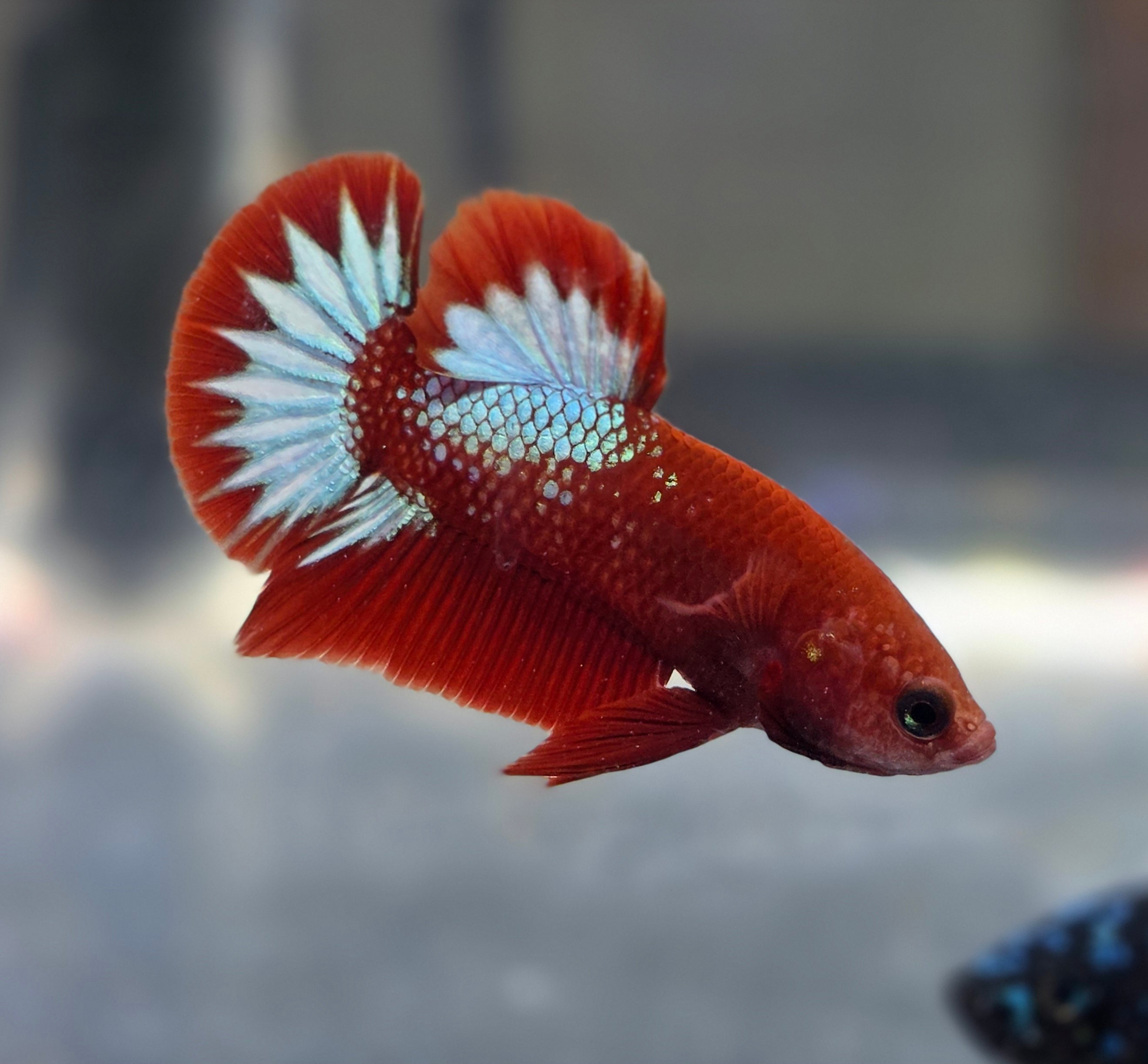 Hellboy Male HMPK