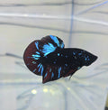 Avatar Stardust HMPK Male