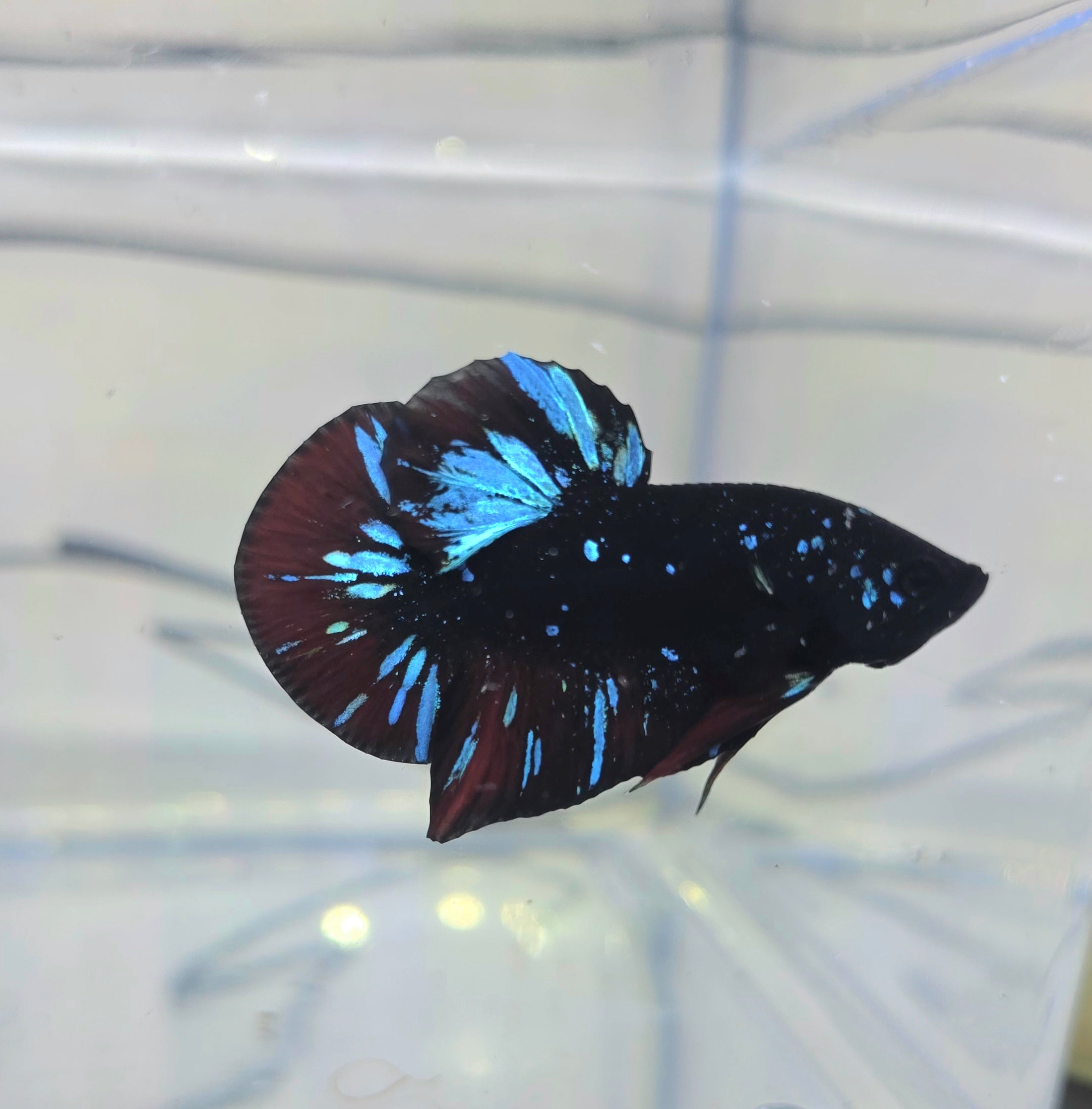 Avatar Stardust HMPK Male