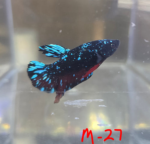Avatar Stardust Male HMPK