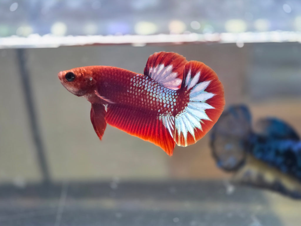 Hellboy Male HMPK