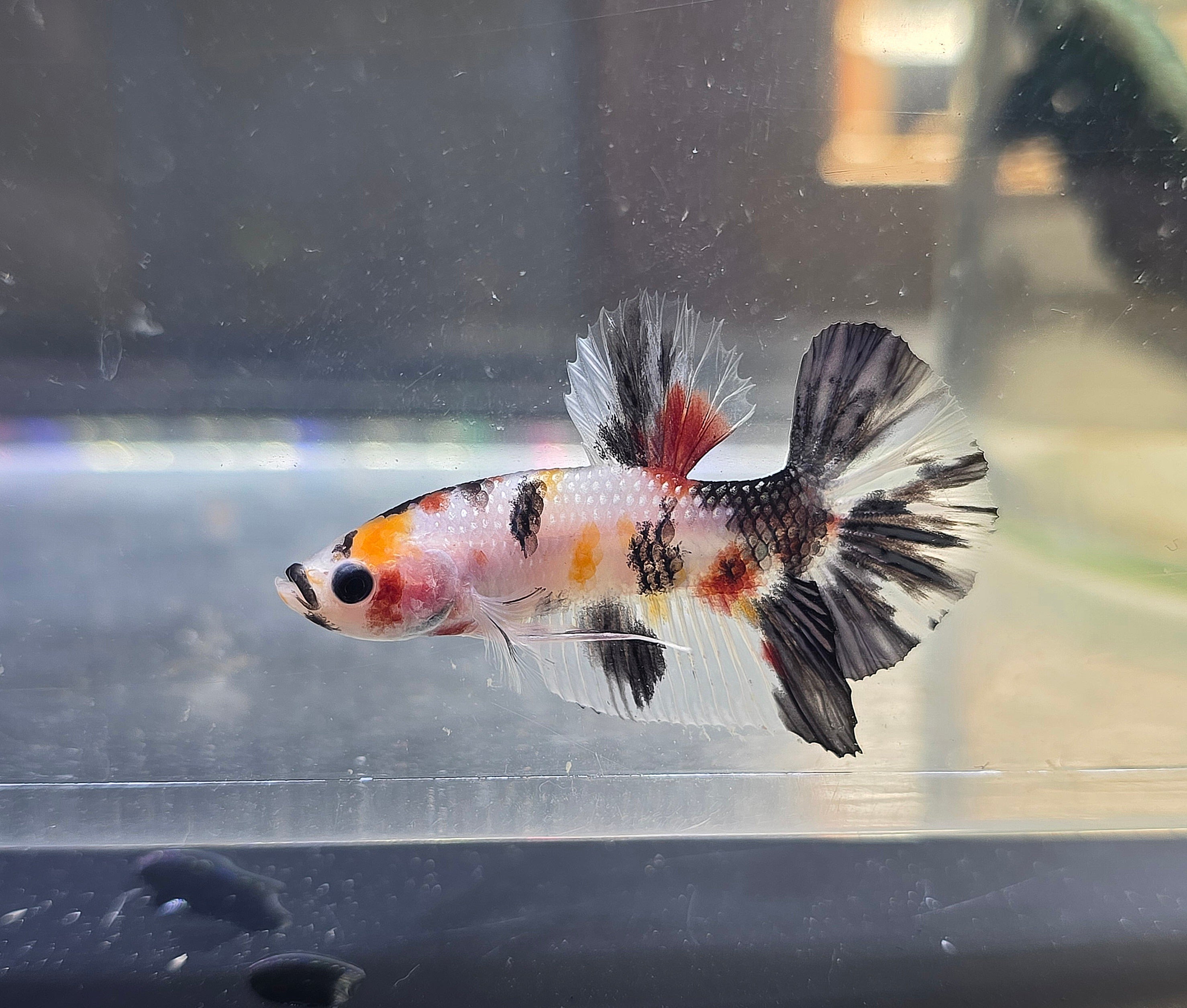 Cellophane Koi Male HMPK RARE