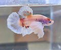 Dumbo Nemo Male HMPK